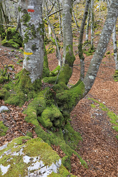 bosque con &aacute;rboles y rocas cubiertos de musgo en invierno pa&iacute;s vasco  4M0A1694-as26