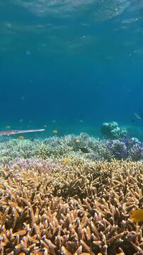 Handheld motion dolly forward along the colorful acropora corals bathe in gentle sunlight as a blue spotted cornetfish (Fistularia commersonii) swims by. Dauin, Philippines