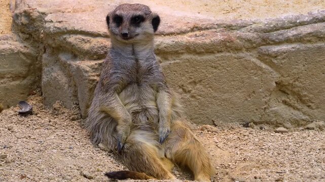 Close up of a meerkat resting on her behind or bud leaning against a rock looking around on a cloudy spring day
