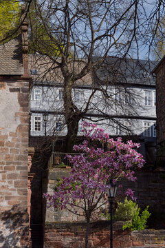 Fachwerkstadt in Marburg Oberstadt bl&uuml;hender Tulpenbaum