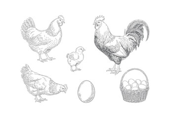 Antique farm chicken collection rooster hen chick and eggs basket engraving line art isolated © Ranjit