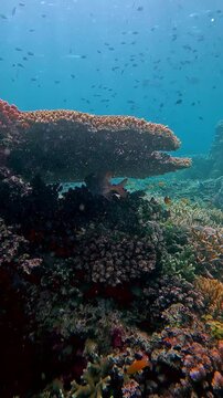 Dolly forward to reveal a group of Lattice Soldierfish (Myripristis violacea) hiding under a tabling acropora (Acropora cytherea), beautiful otherworldly underwater scene. Dauin, Philippines