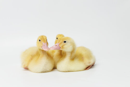 Funny ducklings on a gray background