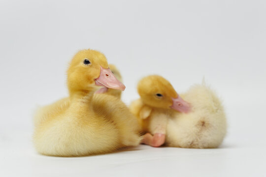 Funny ducklings on a gray background