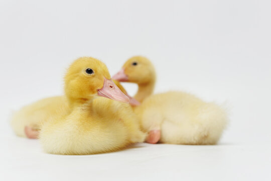Funny ducklings on a gray background
