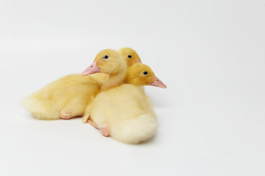 Funny ducklings on a gray background