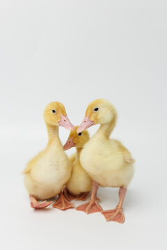 Funny ducklings on a gray background