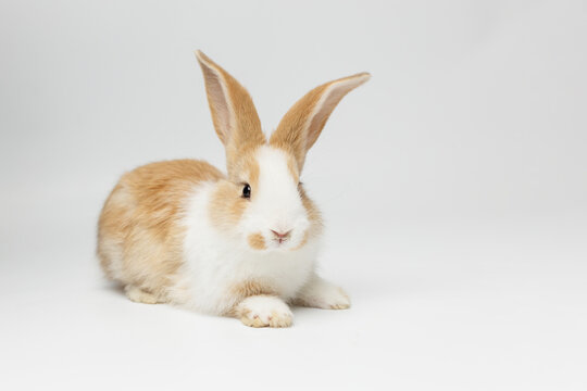 funny rabbit on a white background