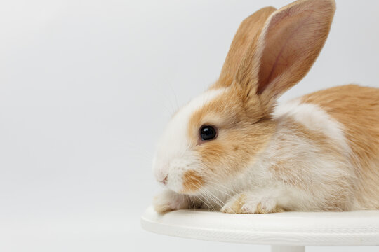 funny rabbit on a white background