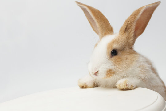 funny rabbit on a white background