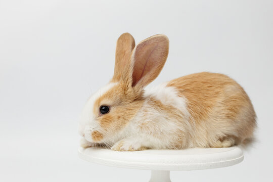 funny rabbit on a white background
