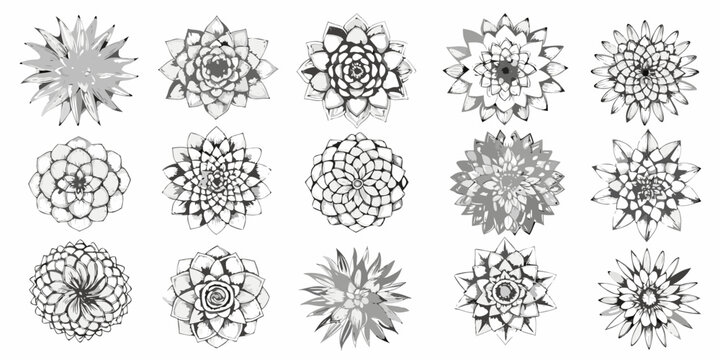 Collection of detailed succulent plant illustrations in grayscale tones