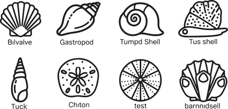 Different types of mollusk shells and their unique structures Vector