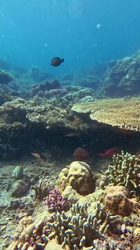 Dolly forward along the seafloor to reveal soldierfish (myripristis) sheltering under an acropora cytherea and acropora tenuis corals Illustrating a vibrant marine habitat. Dauin, Philippines