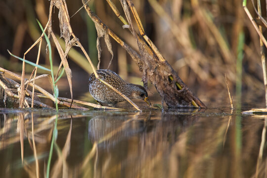 Spotted crake feeding in reedbed, within it's natural environment