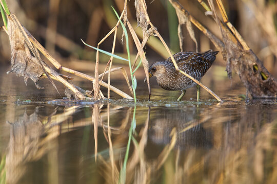 Spotted crake feeding in reedbed, within it's natural environment