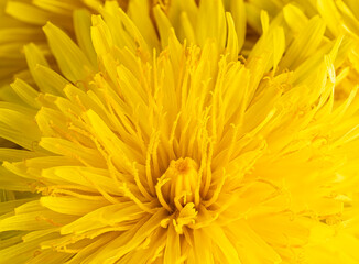 Obraz premium Detailed texture of yellow flower petals and stamens in bright light