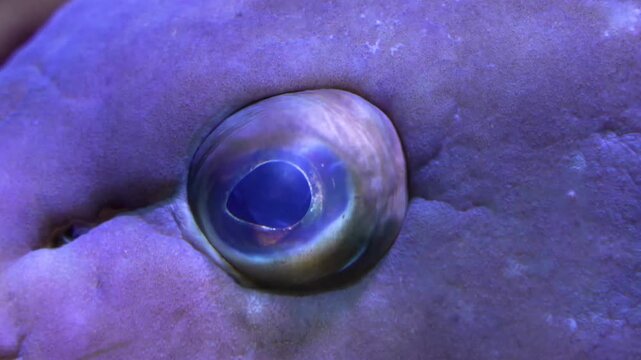 Close up of a grouper fish head and eye floating underwater looking and turning his eye
