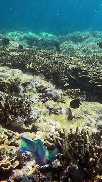 Greenhead parrotfish (Chlorurus troschelii) busy eating and nibbling on algae among the corals with the view of the reef under the glittering water rich in planktons during a phytoplankton bloom