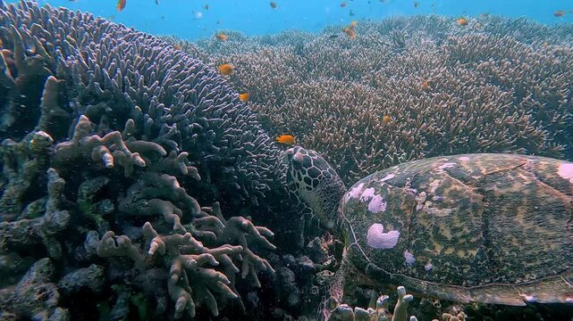 Dolly forward to a critically endangered hawksbill sea turtle (Eretmochelys imbricata) foraging for algae with the view of seemingly acropora coral colonies in the background. Dauin, Philippines