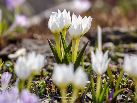 Colchicum szovitsii blooms in spring garden. Colchicum szovitsii is a species of flowering plant in the family Colchicaceae