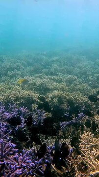 School of brown tang (Zebrasoma scopas) and brown surgeonfish (Acanthurus nigrofuscus) gathering and feeding on the glittering particles of planktons descending on staghorn corals. Dauin, Philippines