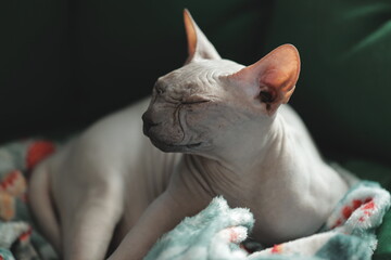 A domestic cat lounging on a soft blanket © Fotograf