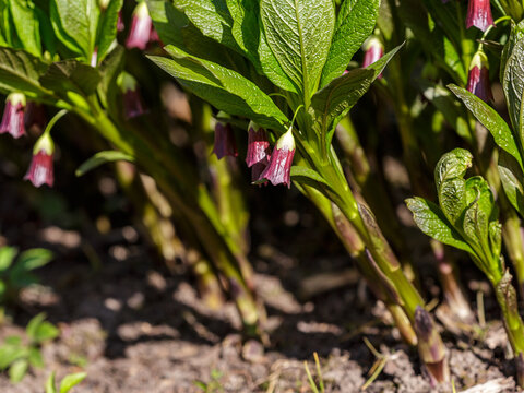  Scopolia carniolica ( Scopolia caucasica, mandragora) is a rare, very beautiful plant native to the mountain ranges of the Caucasus