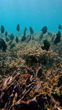 Following a group of brown tang (Zebrasoma scopas) and brown surgeonfish (Acanthurus nigrofuscus) dispersing and swimming away as sunlight filters through the glittering plankton rich water