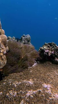 Swimming POV arc dolly forward to a colony of sebae anemone growing in between boulder coral and tabling acropora and an ocellaris clownfish hiding among its tentacles. Dauin, Philippines