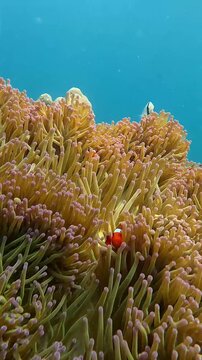Handheld motion close up to a ocellaris clownfish peeking in and out from the swaying tentacles of a sebae anemone while a chevron butterflyfish swims overhead into view. Dauin, Philippines