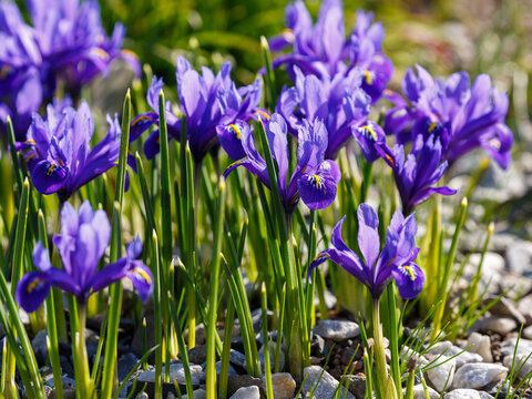 Iridodictium reticulata 'Harmony' is a dwarf cultivar of latticed iris, blooming with brilliant royal blue flowers with bright yellow stamens