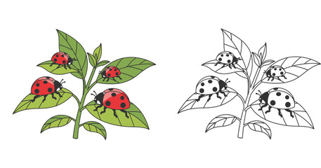 Cute ladybug on green plant branch illustration with black and white outline version for coloring page, ladybird beetle character vector for kids educational activity and nature design. © MstTabassum