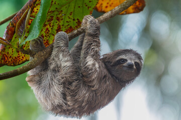 A three-toed sloth climbs a narrow branch in search of food. © KKern