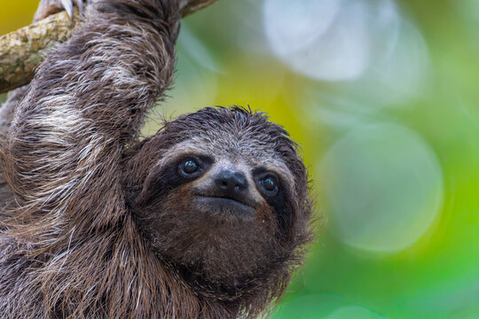 Portrait photograph of a young three-toed sloth. It lives in Cahuita National Park in Costa Rica.