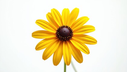 Obraz premium Single black eyed Susan flower with bright yellow petals and dark center. This beautiful wildflower is isolated on a plain white backdrop, perfect for any floral design.
