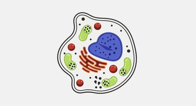 Cartoon depiction of a cell with nucleus, mitochondria, and endoplasmic reticulum
