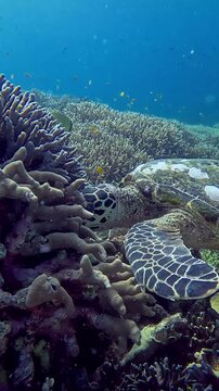 A hawksbill sea turtle (Eretmochelys imbricata) sticking its head inside the crevice of a dense porites fulcata to eat algaes, candid wildlife sighting in its natural habitat. Dauin, Philippines