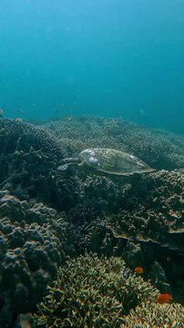 Dolly forward to a Hawksbill sea turtle scrutinizing a porites fulcata for algae while a blackbelt hogfish swims by in the foreground and vast expansive coral reef in the background. Dauin, Philippine