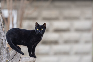 Alert Black Cat with Yellow Eyes on a Tree Branch © anettastar