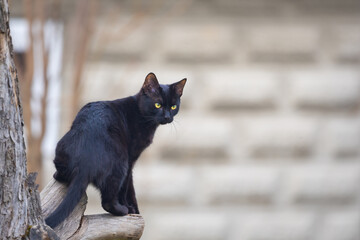 Alert Black Cat with Yellow Eyes on a Tree Branch © anettastar