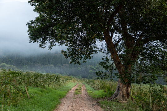 early morning fog, Swellendam, South Africa