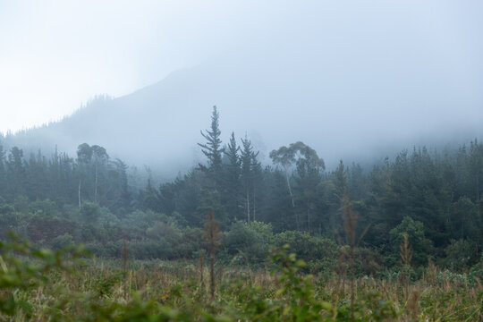 early morning fog, Swellendam, South Africa