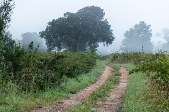 early morning fog, Swellendam, South Africa