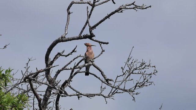 Eurasian Hoopoe (Upupa epops) perched on a tree branch, calling in Petounta, Cyprus. Beautiful bird with distinctive crest in natural habitat.