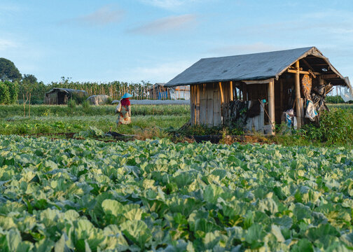Farmer working in a cabbage field beside a small wooden hut, rural agricultural landscape with green crops and natural daylight