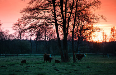 Stado krów na nocnym pastwisku © kubikactive