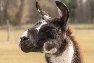 Lama © Frank