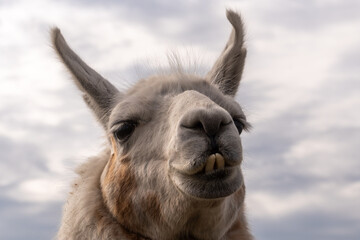 Lama © Frank