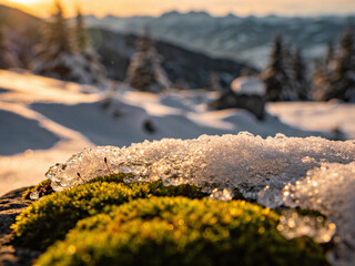 Naklejka premium Macro World of Forest Moss and Lichen